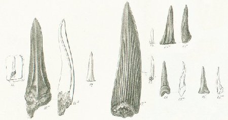 LAMNA (ODONTASPIS) RHAPHIODON Tafel 37a fig. 11-16