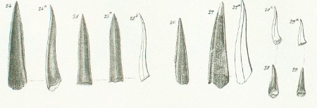 LAMNA (SPHENODUS) LONGIDENS Tafel37 fig. 24-29