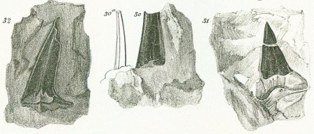 LAMNA (SPHENODUS) PLANA Tafel 37 fig. 30-32