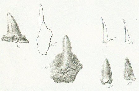 LAMNA ACUMINATA Tafel 37a fig. 54-57