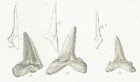 LAMNA DENTICULATA Tafel 37a fig. 51-53