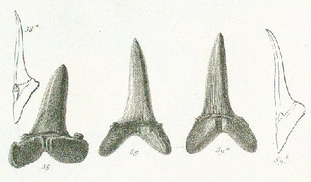 LAMNA ELEGANS Tafel 37a fig. 58-59