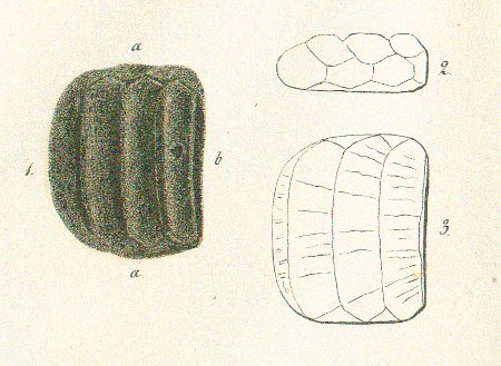 MYLIOBATES GYRATUS Tafel 46 fig. 1-3