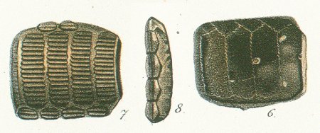 MYLIOBATES HETEROPLEURUS Tafel 47 fig. 6-8