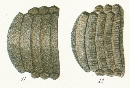 MYLIOBATES PUNCTATUS Tafel 47 fig. 11-12