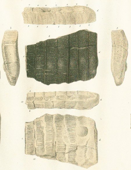 MYLIOBATES REGLEY Tafel 46 fig. 6-11