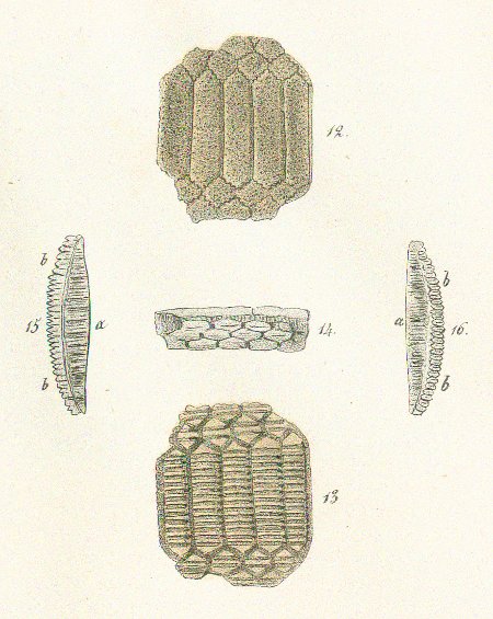 MYLIOBATES SATURALIS Tafel 46 fig. 12-16