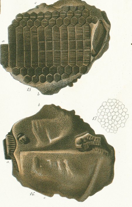 MYLIOBATES TOLIAPICUS Tafel 47 fig. 15-17