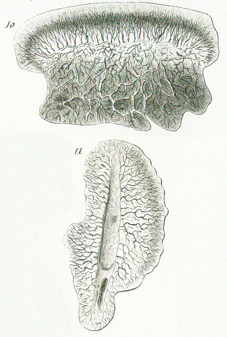 Mustelus equestris Tafel O fig. 10-11