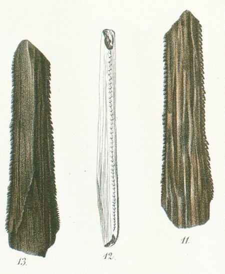 Myliobates Owenii Tafel 45 fig. 11-13