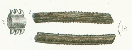 Myliobates lateralis Tafel 45 fig. 24-27