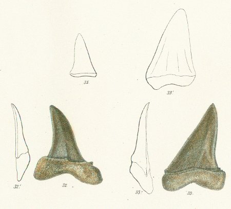 OTODUS APICULATUS Tafel 32 fig. 32-35