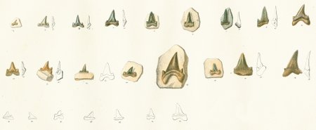 OTODUS APPENDICULATUS Tafel 32 fig. 1-25