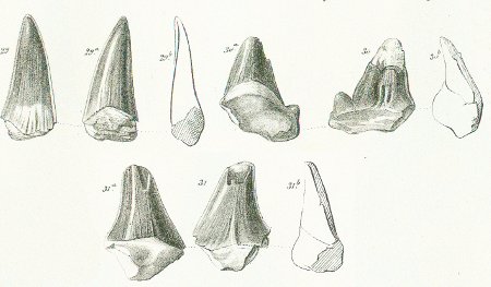 OTODUS CRASSUS Tafel 36 fig. 29-31