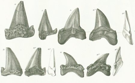 OTODUS LANCEOLATUS Tafel 37 fig. 19-23