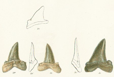 OTODUS MACROTUS Tafel 32 fig. 29-31