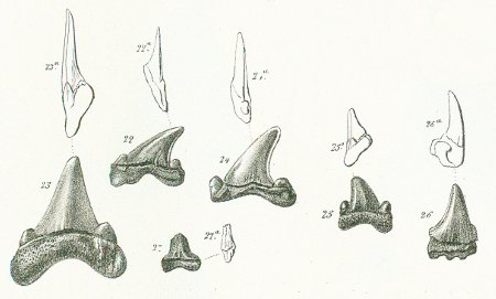 OTODUS OBLIQUUS Tafel 36 fig. 22-27