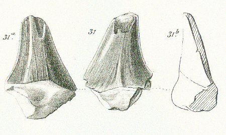 OTODUS RECTICONUS Tafel 36 fig. 31