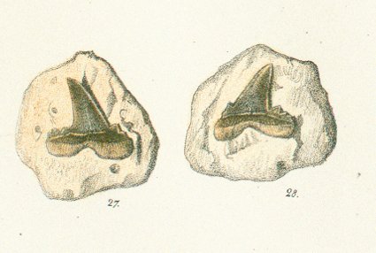 OTODUS SERRATUS Tafel 32 fig. 27-28