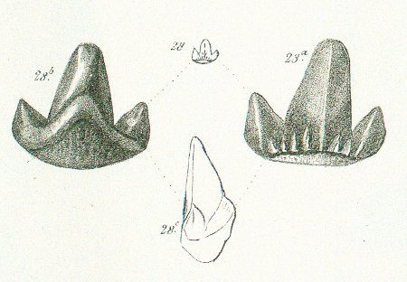 OTODUS TRICUSPIS Tafel 36 fig. 28