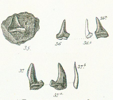 OTODUS TRIGONATUS Tafel 36 fig. 35-37