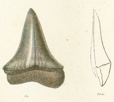 OXYRHINA CRASSA Tafel 34 fig. 14 