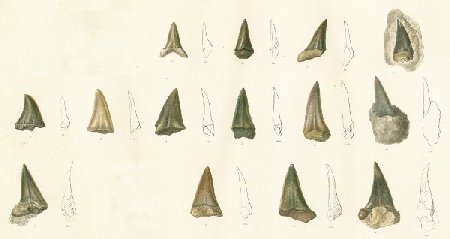 OXYRHINA HASTALIS Tafel 34-fig. 3-13, 15-17