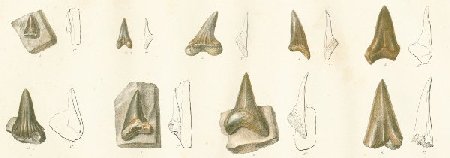 OXYRHINA MANTELLII Tafel 33 fig. 1-9