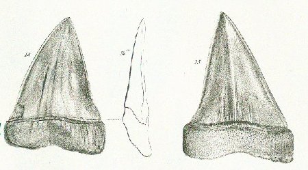 OXYRHINA PLICATILIS Tafel 37 fig. 14-15