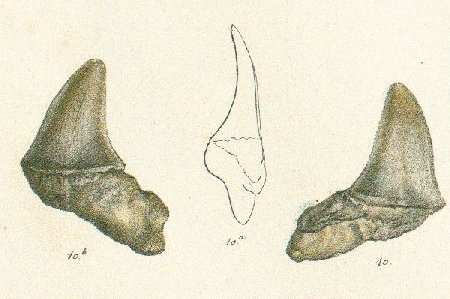 OXYRHINA RETROFLEXA Tafel 33 fig. 10