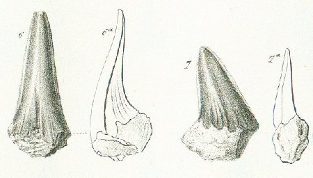 OXYRHINA SUBINFLATA Tafel 37 fig. 6-7