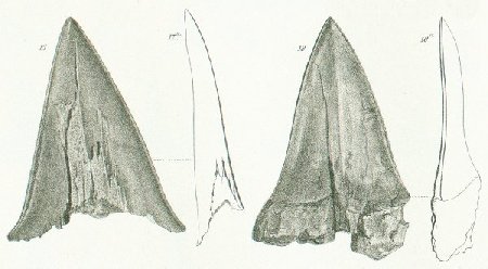 OXYRHINA TRIGONODON Tafel 37 fig. 17-18