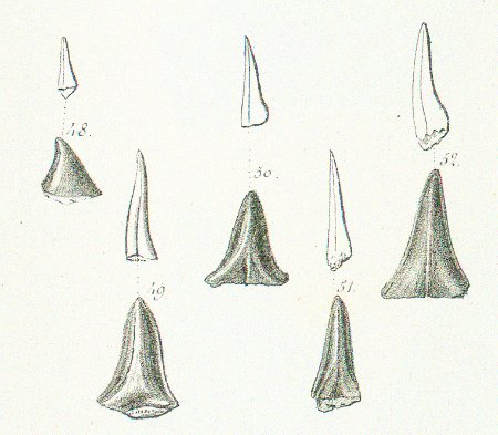 OXYRHINA ZIPPEI Tafel 36 fig. 48-52