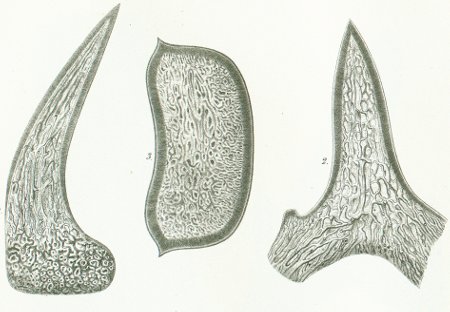 Odontaspis ferox Tafel P fig. 1-3