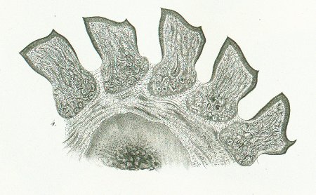 Odontaspis ferox Tafel P fig. 4