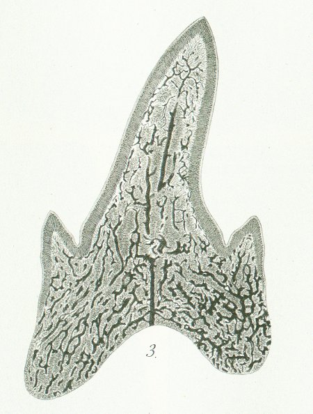 Otodus obliquus Tafel Q fig. 3