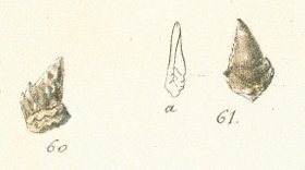 SPHYRNA DENTICULATA Tafel 26a fig. 2