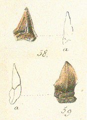 SPHYRNA LATA Tafel 26a fig. 58-59