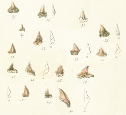 SPHYRNA PRISCA Tafel 26a fig. 35-50