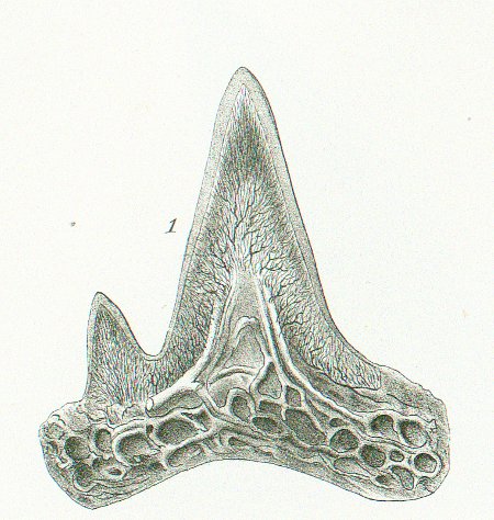 Scyllium catulus Tafel N fig. 1