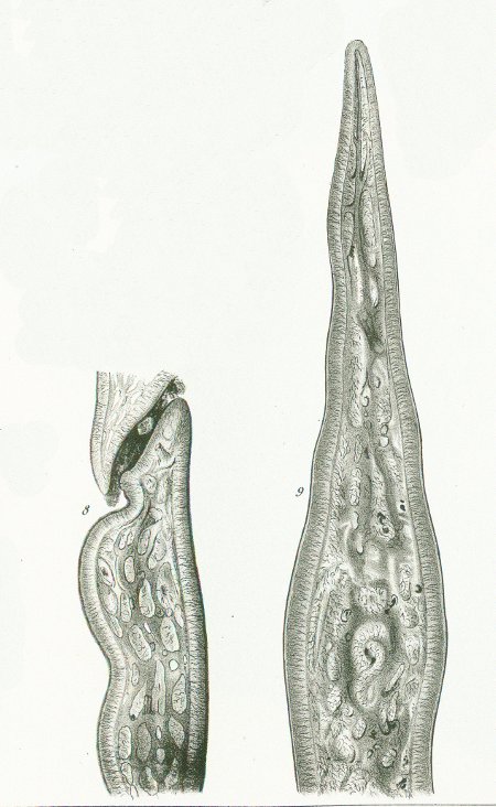 Scymnus Tafel O fig. 8-9