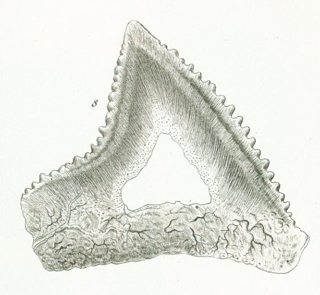 Sphyrna malleus Tafel N fig. 8