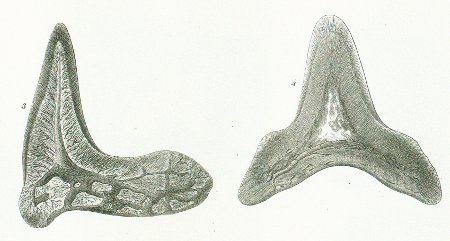 Squatina angelus Tafel N fig. 3-4