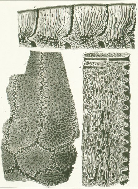 ZYGOBATES STUDERI Tafel R fig. 3-5