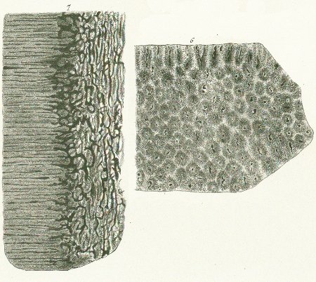 ZYGOBATES WOODWARDII Tafel R fig. 6-7