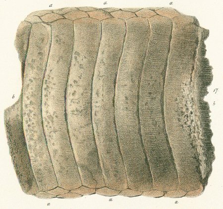 Myliobates micropteurus Tafel 46 fig. 17