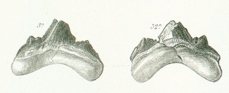 OTODUS SEMIPLICATUS Tafel 36 fig. 32-33