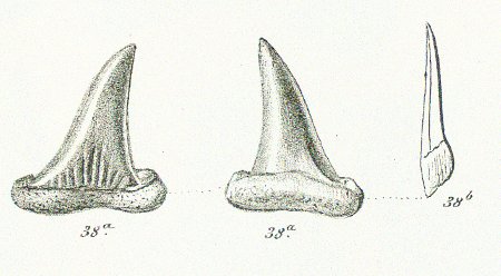 Otodus subplicatus Tafel 36 fig. 38