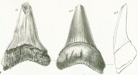 Oxyrhina crassa Tafel 37 fig. 16