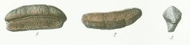 Acrodus gibberulus Tafel 22 fig. 1, 2, 3